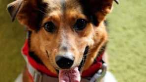 Aliexpress pro zvířata: záchranné vesty pro psy